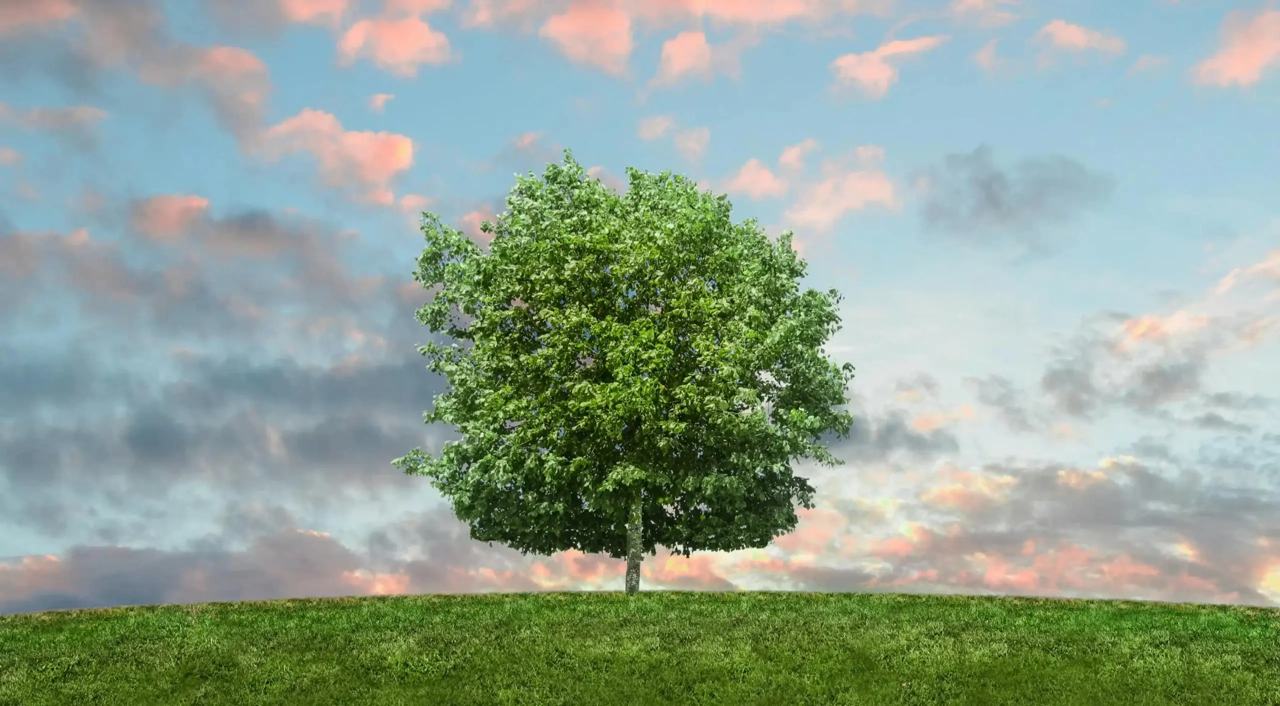 un arbre dans un champ herbeux